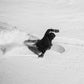 KORUA Café Racer Snowboard 2027